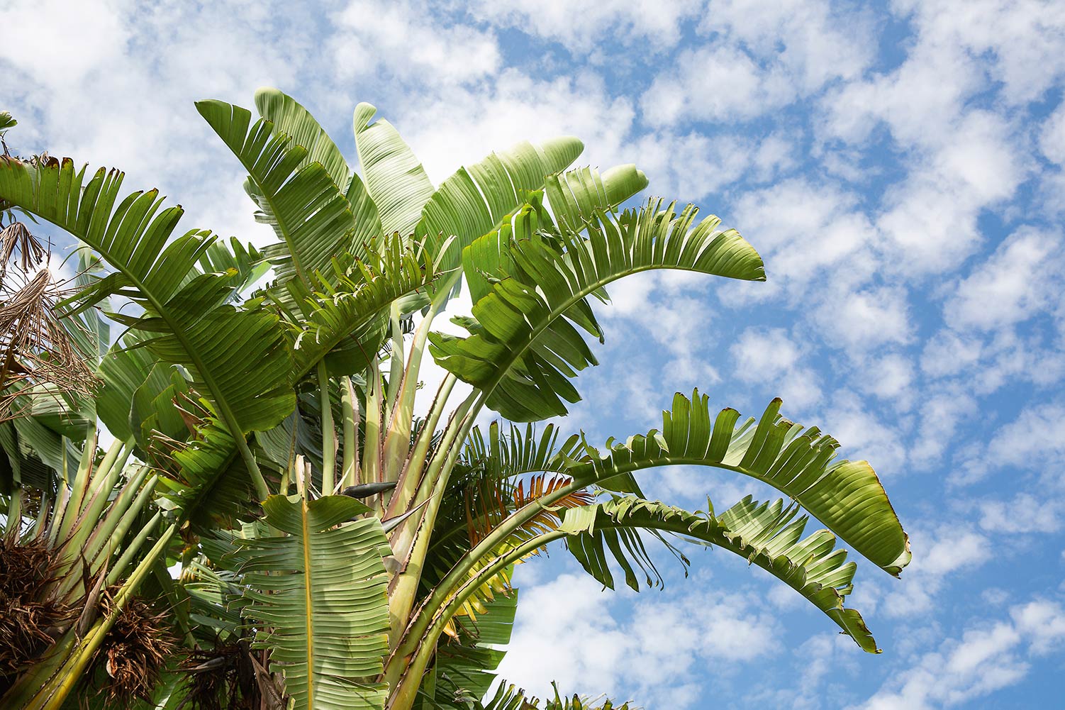 Jardins Hôtel : palmiers
